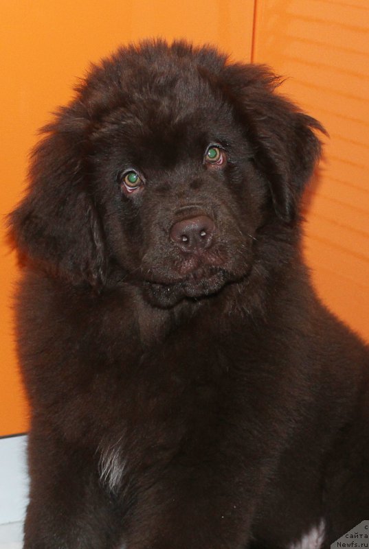 Фото: ньюфаундленд Браунблад МСК Сэмми Лесс