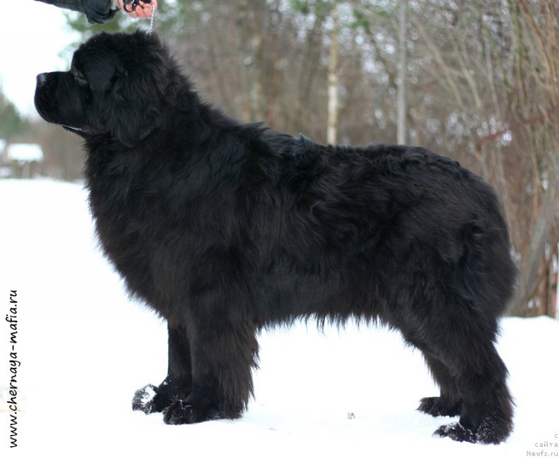 Фото: ньюфаундленд Черная Мафия Муст Хаве (Chernaya Mafia Must Have)