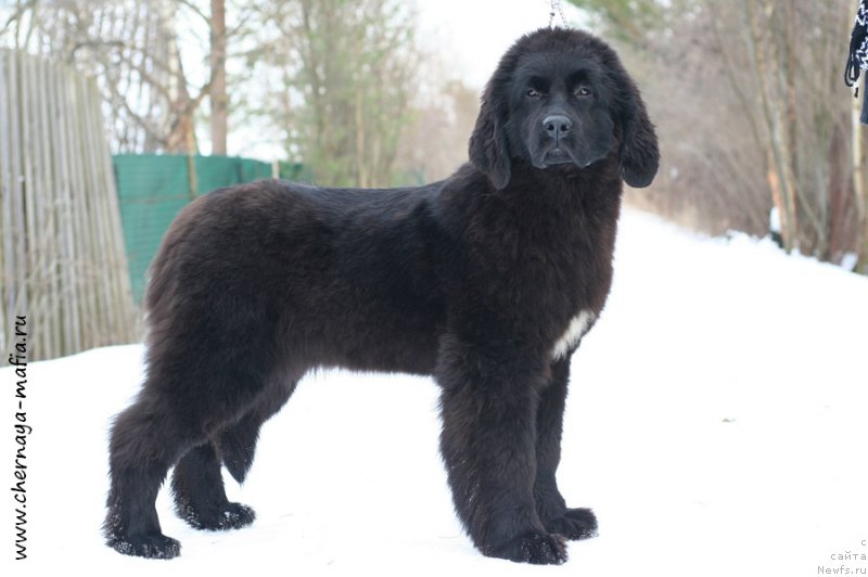 Фотография № 202029