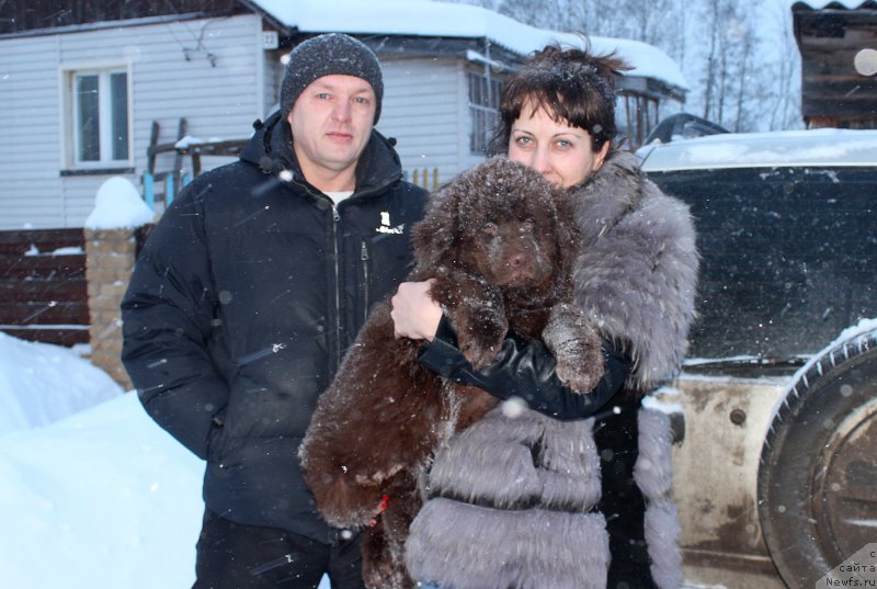 Фото: ньюфаундленд Браунблад МСК Стелла Софи
