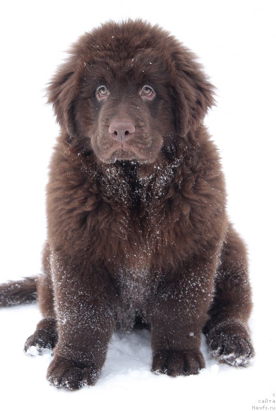 Фото: ньюфаундленд Браунблад МСК Стелла Софи