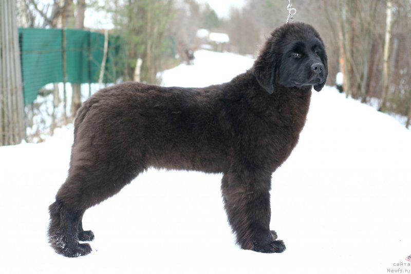 Фотография № 202039