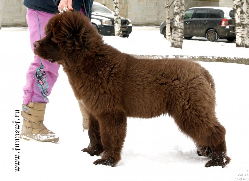 Фото: ньюфаундленд Фанньюф Атлантика (Funnewf Atlantika)