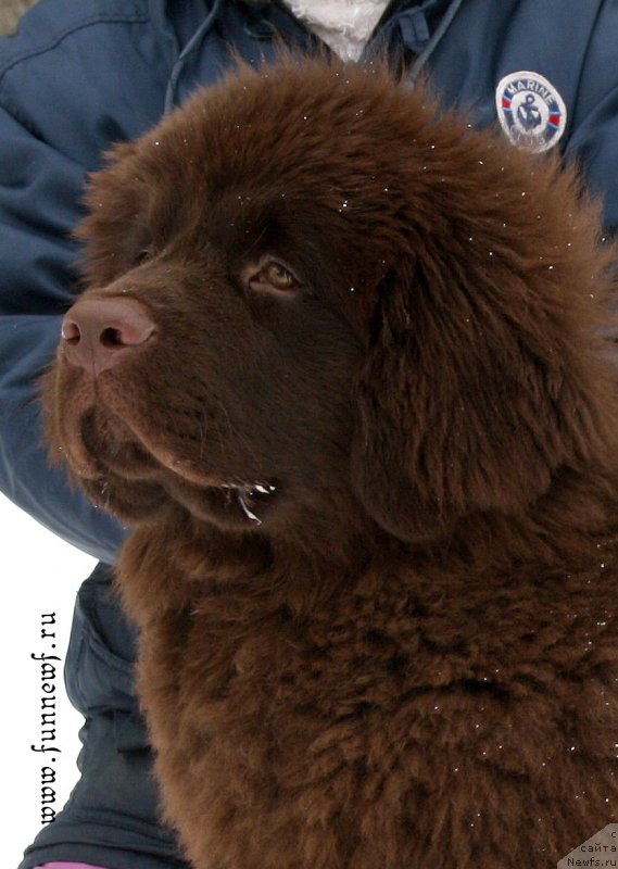 Фото: ньюфаундленд Фанньюф Атлантика (Funnewf Atlantika)