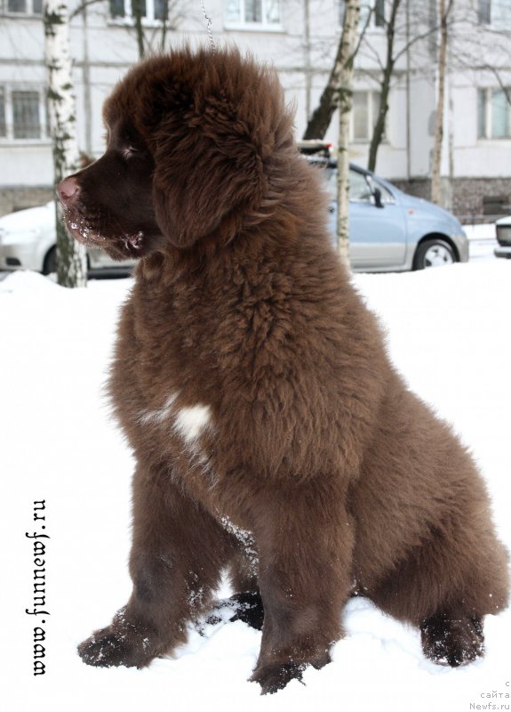 Фото: ньюфаундленд Фанньюф Атлантика (Funnewf Atlantika)