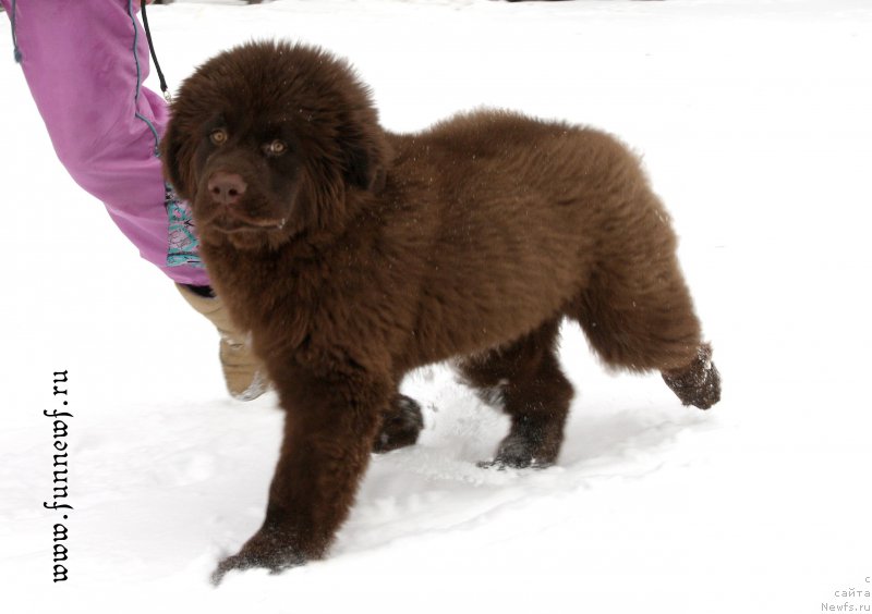 Фото: ньюфаундленд Фанньюф Атлантика (Funnewf Atlantika)