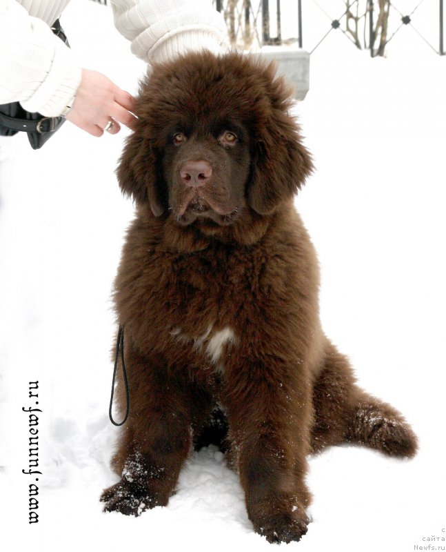 Фото: ньюфаундленд Фанньюф Атлантика (Funnewf Atlantika)