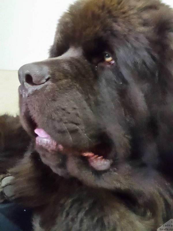 Фото: ньюфаундленд Браунблад МСК Хаиес Хаго (Brownblood MSK Hayes Hago)