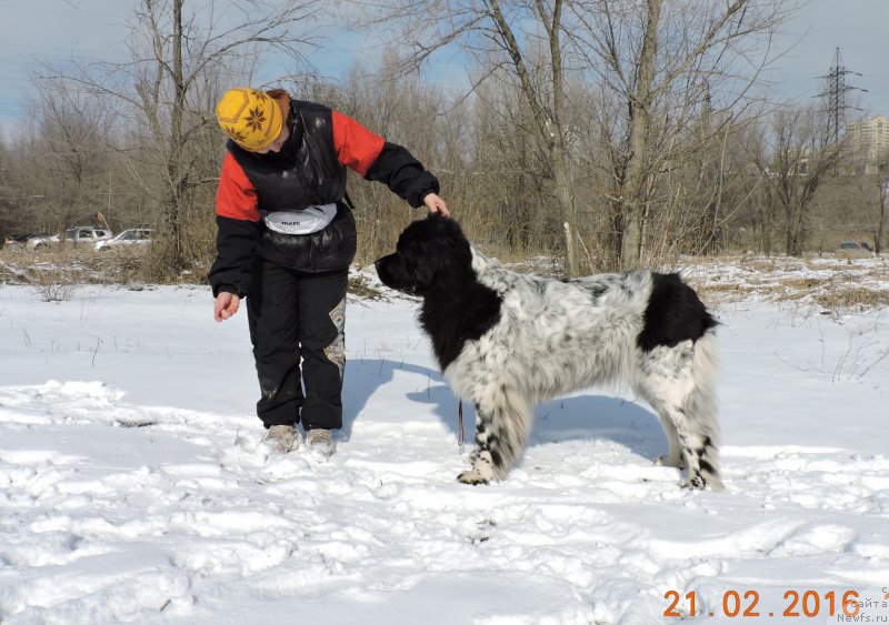 Фото: ньюфаундленд Сказочная Кроха Шампань