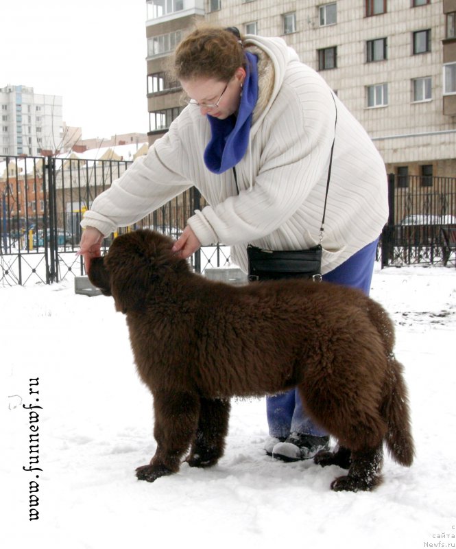 Фото: ньюфаундленд Фанньюф Атлантика (Funnewf Atlantika)