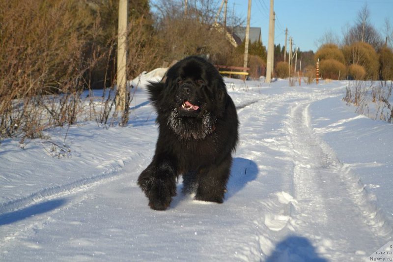 Фото: ньюфаундленд Вперед Зовущая с Берега Дона (Vpered Zovuschaya s Berega Dona)