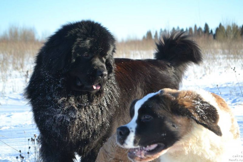 Фото: ньюфаундленд Вперед Зовущая с Берега Дона (Vpered Zovuschaya s Berega Dona)