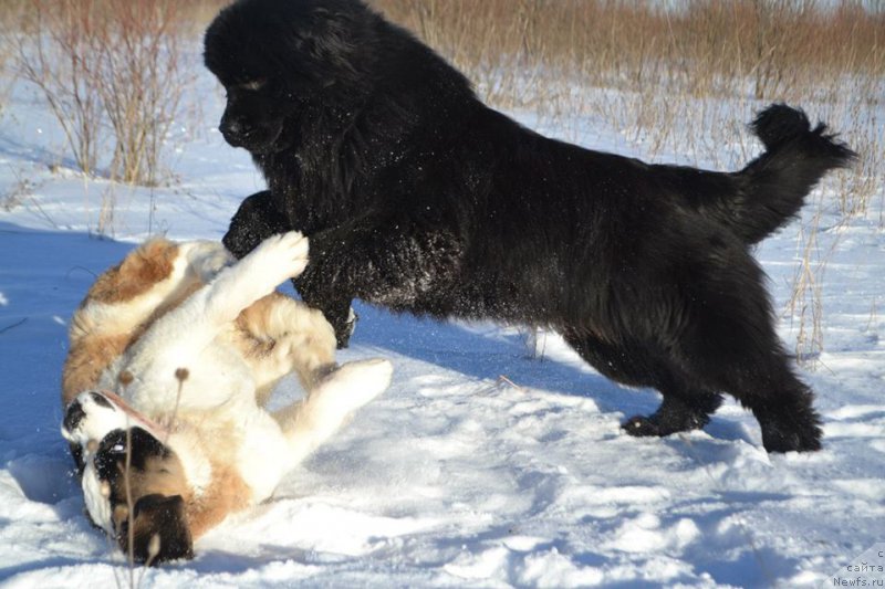 Фото: ньюфаундленд Вперед Зовущая с Берега Дона (Vpered Zovuschaya s Berega Dona)
