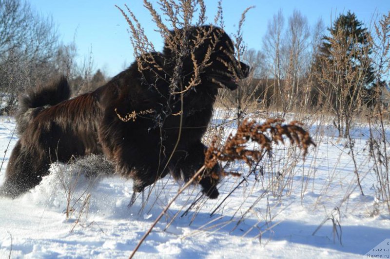 Фото: ньюфаундленд Вперед Зовущая с Берега Дона (Vpered Zovuschaya s Berega Dona)