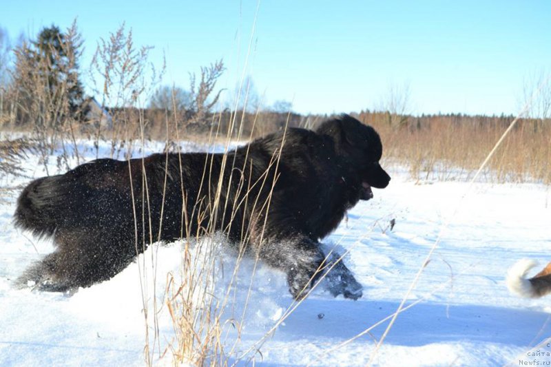 Фото: ньюфаундленд Вперед Зовущая с Берега Дона (Vpered Zovuschaya s Berega Dona)