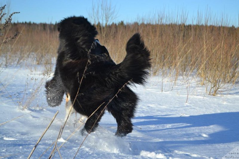 Фото: ньюфаундленд Вперед Зовущая с Берега Дона (Vpered Zovuschaya s Berega Dona)