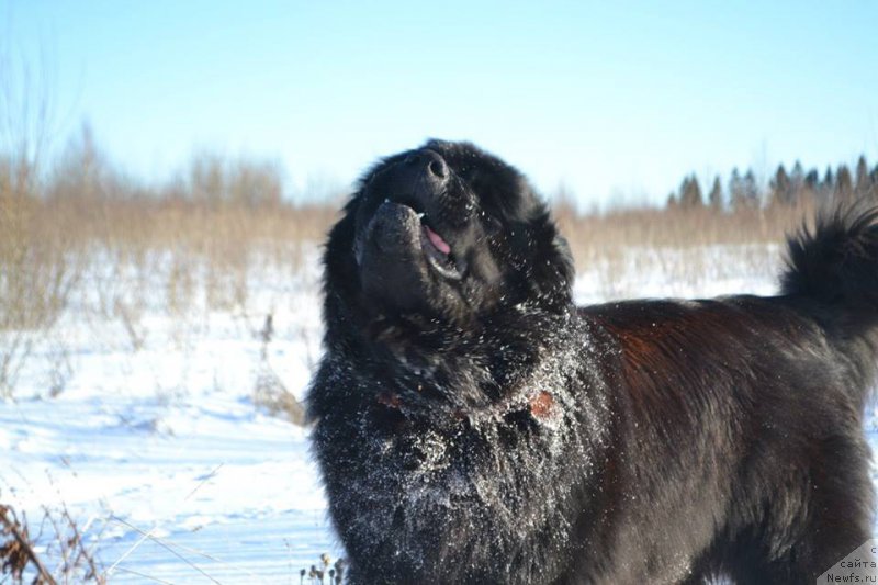 Фото: ньюфаундленд Вперед Зовущая с Берега Дона (Vpered Zovuschaya s Berega Dona)