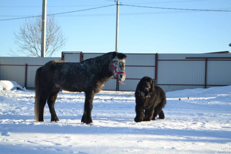 Фото: ньюфаундленд Вперед Зовущая с Берега Дона (Vpered Zovuschaya s Berega Dona)