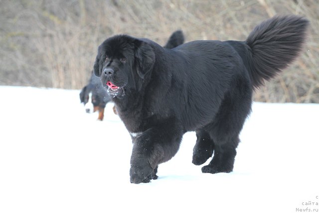 Фото: ньюфаундленд Акватория Келвин Американка