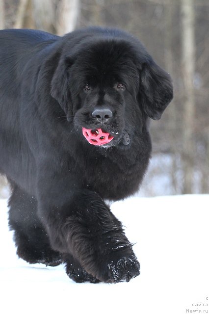 Фото: ньюфаундленд Акватория Келвин Американка