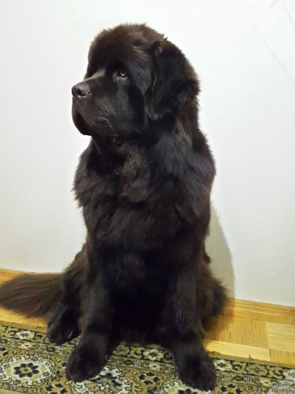 Фото: ньюфаундленд Браунблад МСК Хаиес Хаго (Brownblood MSK Hayes Hago)