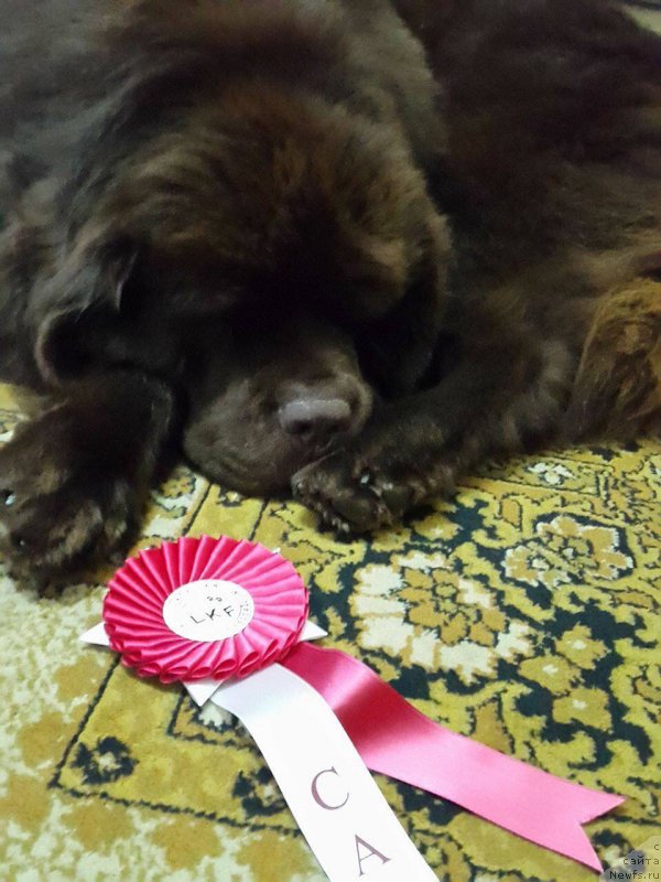 Фото: ньюфаундленд Браунблад МСК Хаиес Хаго (Brownblood MSK Hayes Hago)