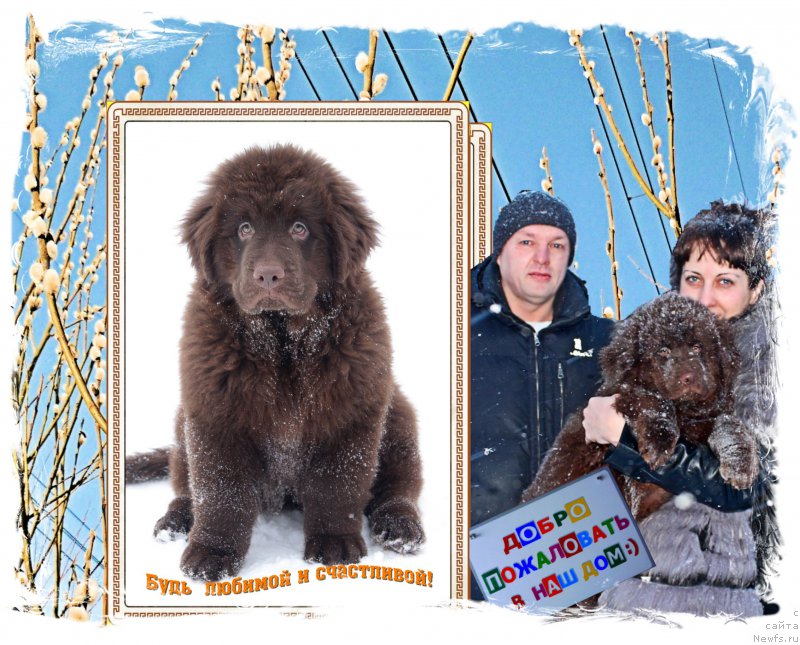 Фото: ньюфаундленд Браунблад МСК Стелла Софи