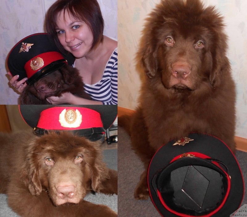 Фото: ньюфаундленд Браунблад МСК Сайлас Соул Дрим