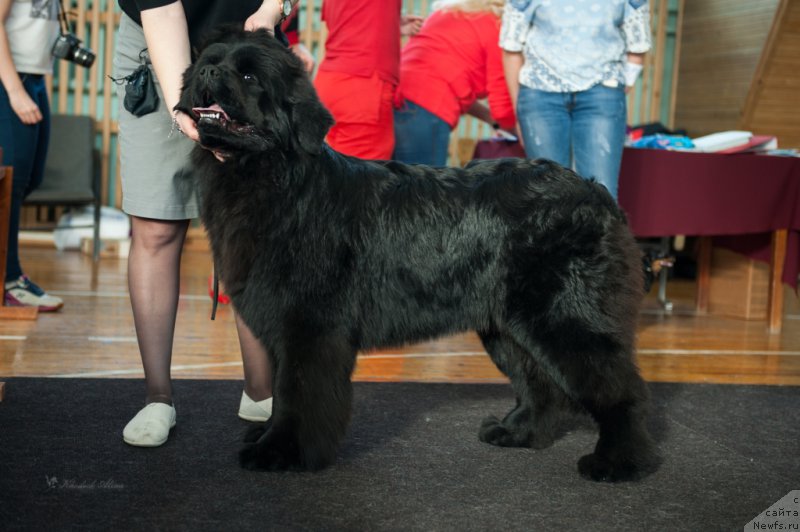 Фото: ньюфаундленд Супер Премиум Ундерковер Лове (Super Premium Undercover Love)