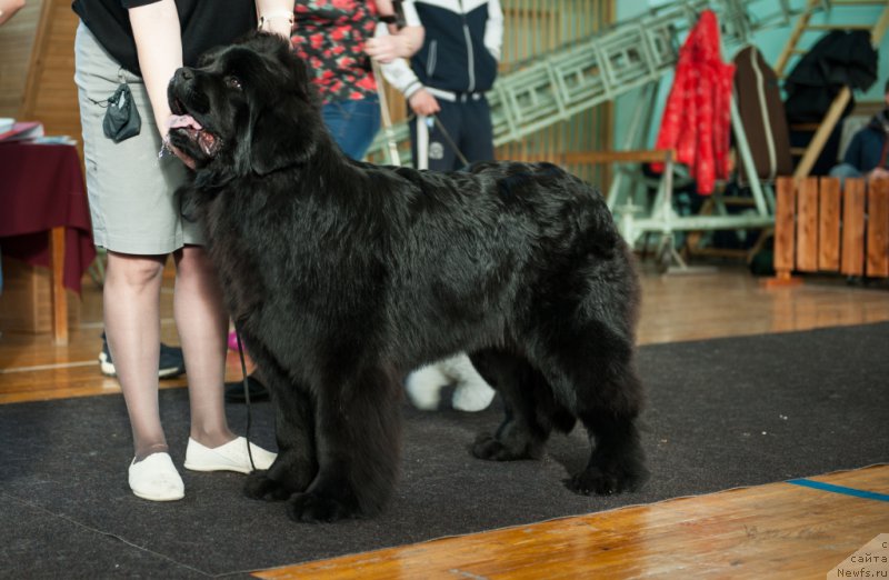 Фото: ньюфаундленд Супер Премиум Ундерковер Лове (Super Premium Undercover Love)