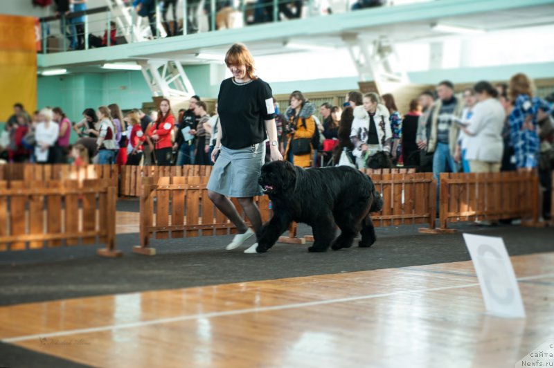 Фото: ньюфаундленд Супер Премиум Ундерковер Лове (Super Premium Undercover Love), Ирина Черникова