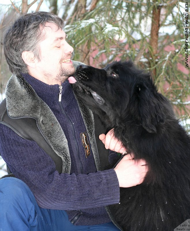 Фото: ньюфаундленд Черная Мафия Шенген Виза (Chernaya Mafia Shengen Visa)