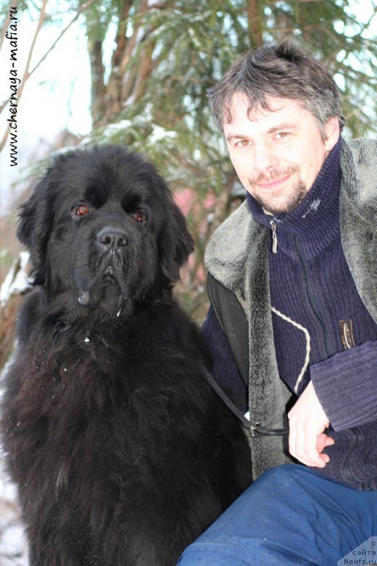 Фото: ньюфаундленд Черная Мафия Шенген Виза (Chernaya Mafia Shengen Visa)