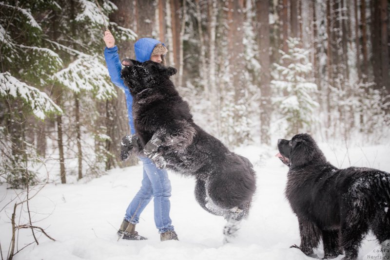 Фото: ньюфаундленд Смигар Ливерпульский Четвертак (Smigar Liverpulsiy Chetvertak), ньюфаундленд Love Inside Your Soul Moon Bear