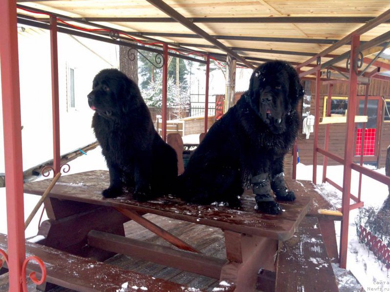 Фотография № 202085