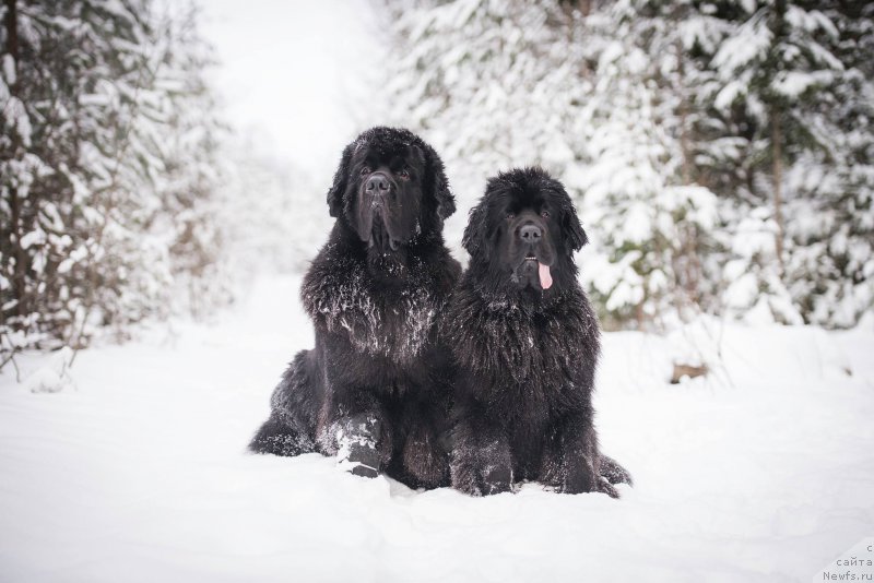 Фото: ньюфаундленд Смигар Ливерпульский Четвертак (Smigar Liverpulsiy Chetvertak), ньюфаундленд Love Inside Your Soul Moon Bear