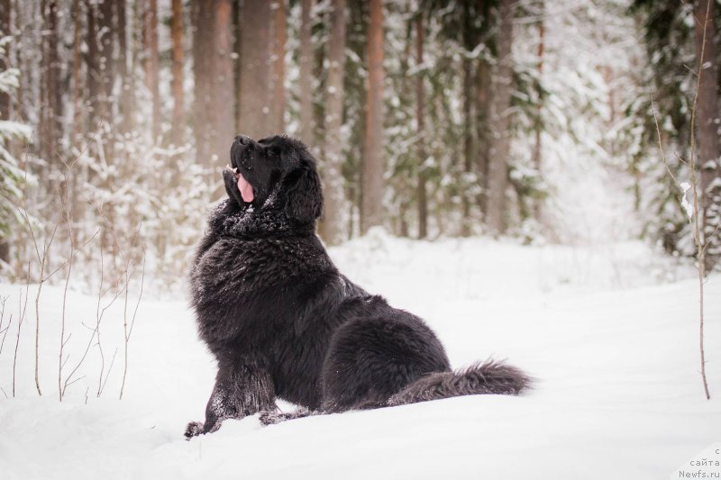 Фото: ньюфаундленд Love Inside Your Soul Moon Bear