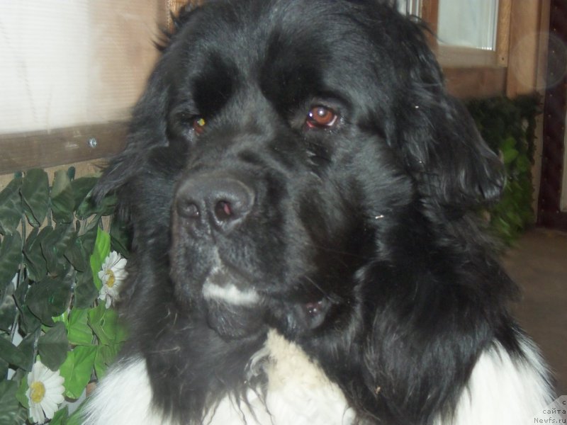 Фото: ньюфаундленд Би Перфект Волшебная Сказка