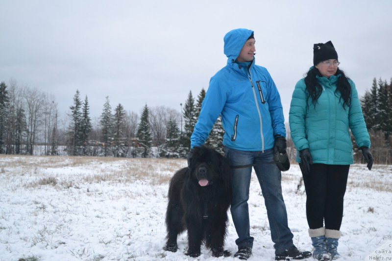 Фото: ньюфаундленд Сириус Блэк Вэй