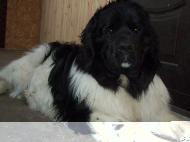 Фото: ньюфаундленд Би Перфект Волшебная Сказка