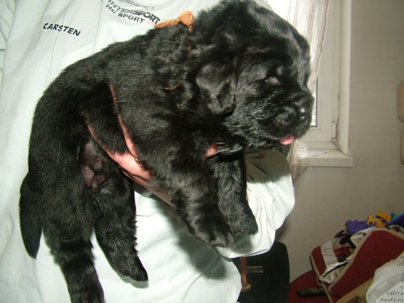 Фото: ньюфаундленд Адданиэль Мой Ангел