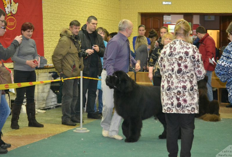 Фото: ньюфаундленд Назар Вятский Медведь (Nazar Vyatskiy Medved)