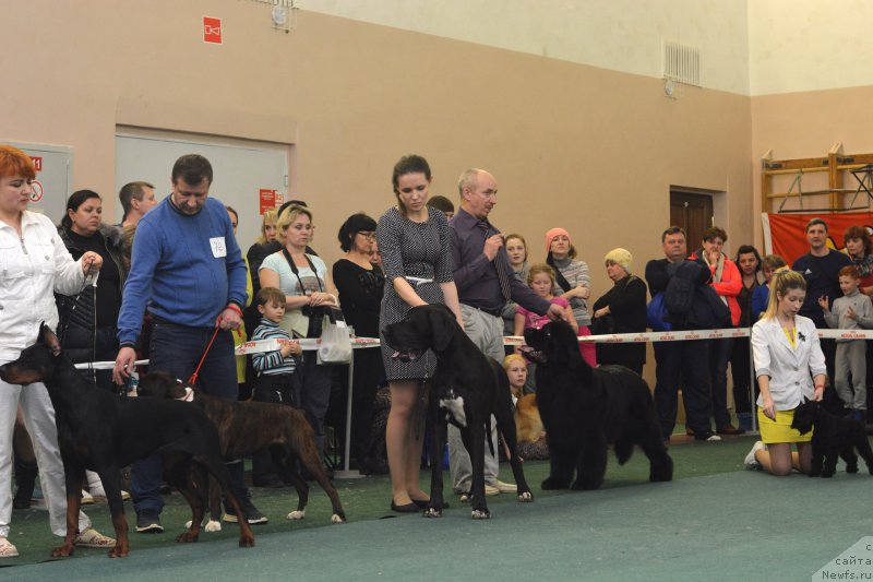 Фото: ньюфаундленд Многоликая Богиня Манифик (Mnogolikaya Boginya Manifik)