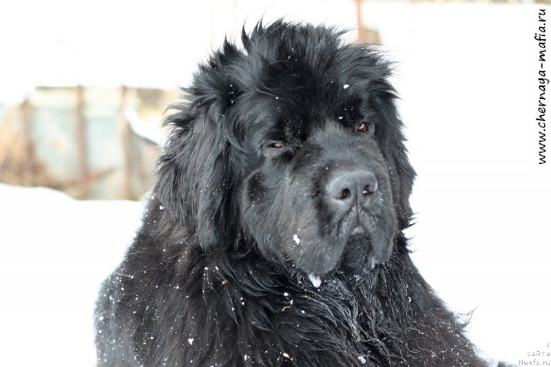 Фото: ньюфаундленд Черная Мафия Шенген Виза (Chernaya Mafia Shengen Visa)