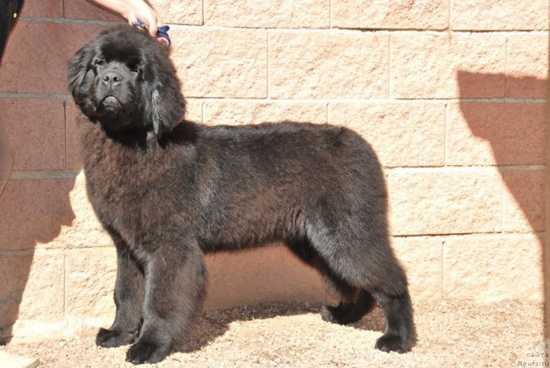 Фото: ньюфаундленд Женриетта с Берега Дона (Zhenrietta  s Berega Dona)