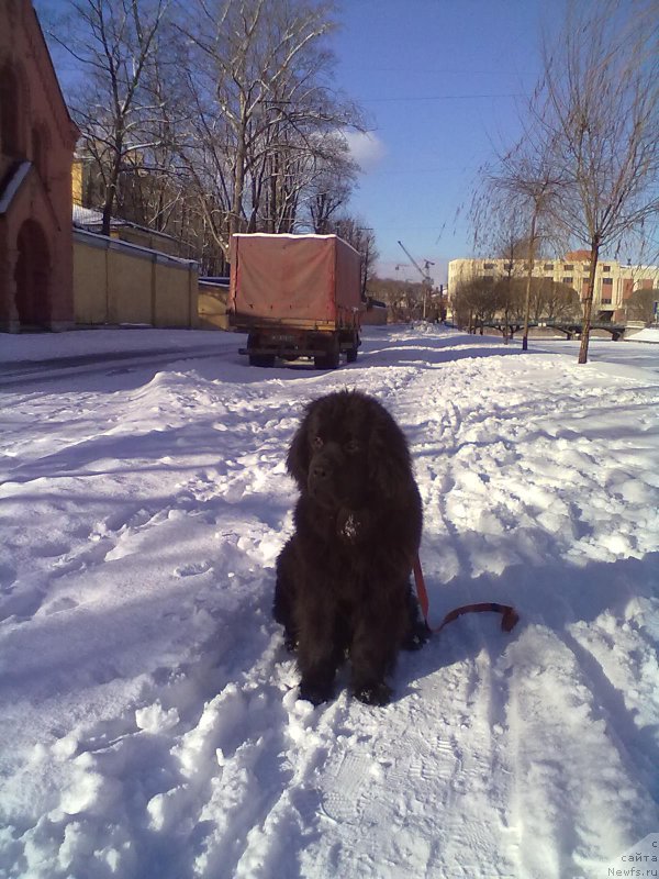 Фото: ньюфаундленд Белкондер-Клаб Белла Ренессанс (Belkonder-Club Bella Renaissance)