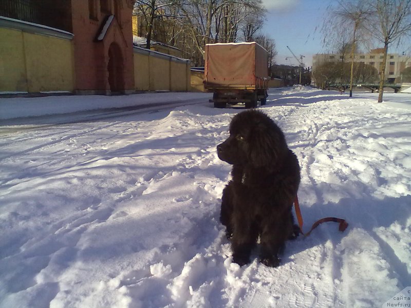 Фото: ньюфаундленд Белкондер-Клаб Белла Ренессанс (Belkonder-Club Bella Renaissance)