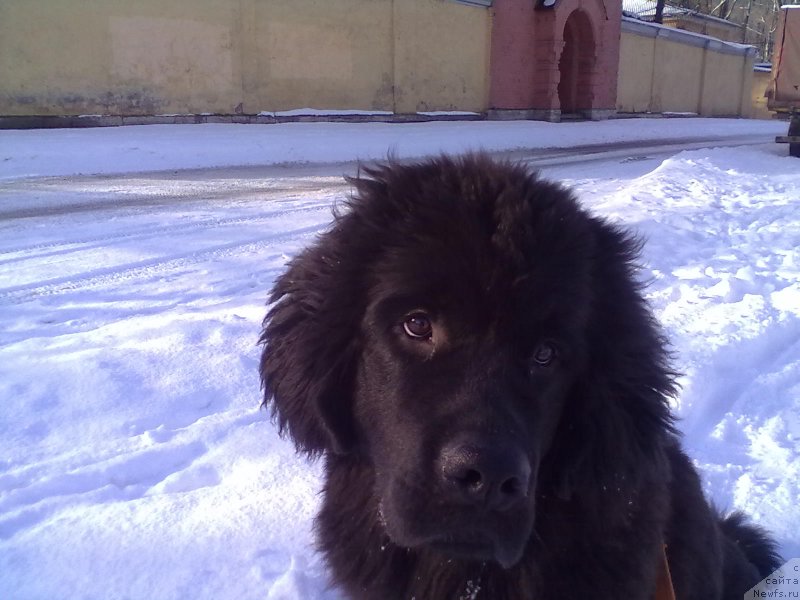 Фото: ньюфаундленд Белкондер-Клаб Белла Ренессанс (Belkonder-Club Bella Renaissance)