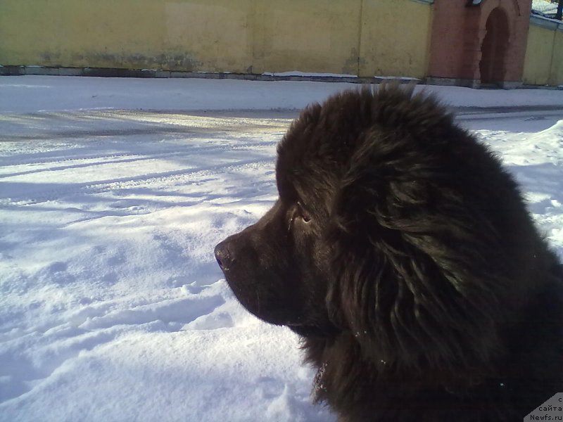 Фото: ньюфаундленд Белкондер-Клаб Белла Ренессанс (Belkonder-Club Bella Renaissance)