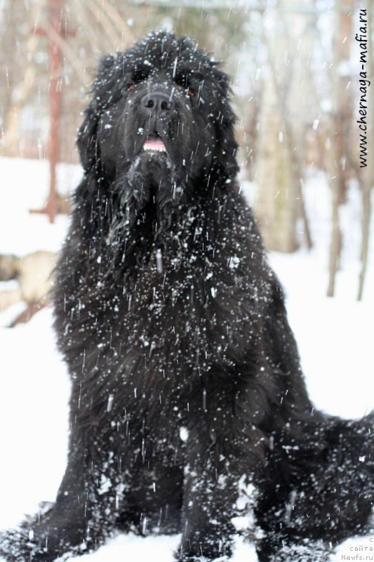 Фотография № 202126